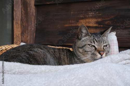 Foto Gray tabby cat relaxing on white towel with wooden background