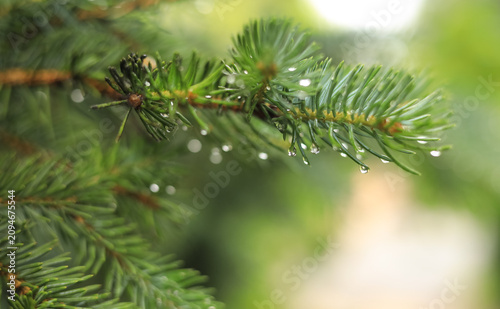 Canvastavla A branch of a coniferous tree with drops of water