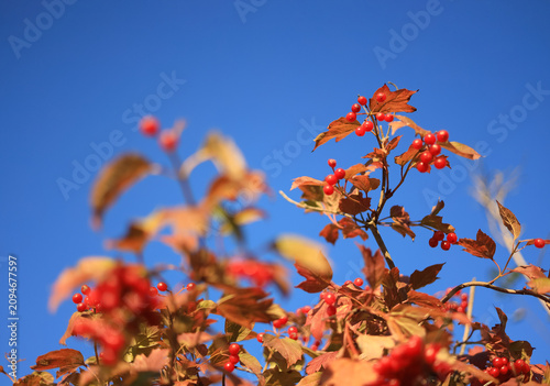 Foto A branch of viburnum with red berries against a blue sky