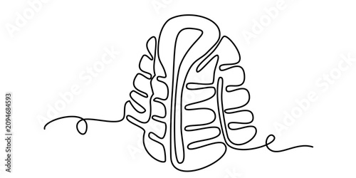 jacket continuous line