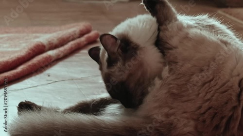 Human Hand Petting Siamese Cat on Hardwood Floor: Intimate Portrait