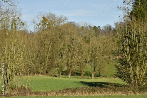 Canvastavla La forêt au début du printemps à Braine-le-Château (Nivelles)