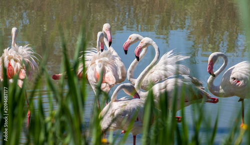 Flock of pink flamingos at the Ornithological Park of Pont de Gau, near the town of Sainte-Marie-de-la-Mer, in the Camargue wetlands, Provence, southern France.