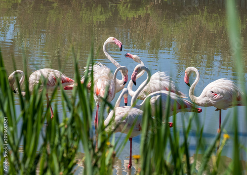 Konstfotografi Flock of pink flamingos at the Ornithological Park of Pont de Gau, near the town of Sainte-Marie-de-la-Mer, in the Camargue wetlands, Provence, southern France