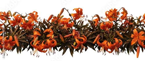 Vibrant orange tiger lily flowers border isolated on white background