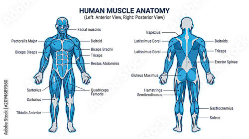 Bild auf Leinwand Human Muscle Anatomy Chart: Anterior and Posterior Views with Labels