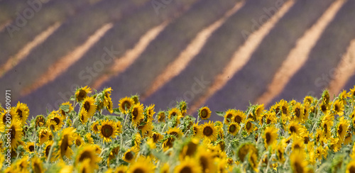 Obraz na plátně Sunflowers in foreground, rows of fragrant lavender in the distance