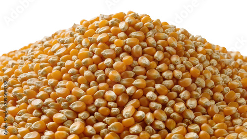 Isolated pile of uncooked yellow popcorn kernels ready for popping and snack preparation