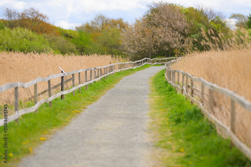 Fototapeta premium Long gravel path between wooden fences and coastal reeds.
