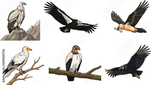 Tableau sur toile Vulture bird cartoon vector illustration collection featuring soaring, perched a