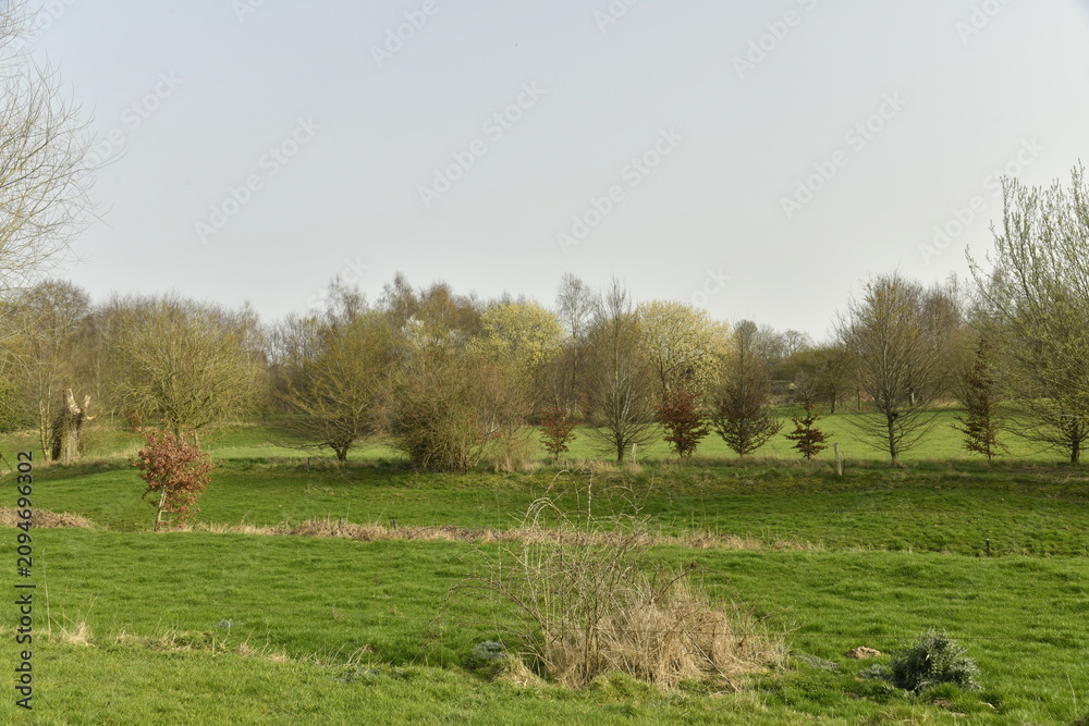 Fototapeta premium Prairies et pâtures au début du printemps à Écaussinnes -d'Enghien (Soignies)