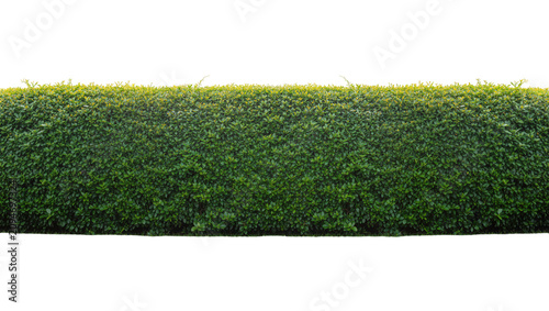 Isolated lush green hedge with fresh vibrant leaves for garden, park, or architectural design