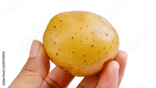 Картината върху платно Isolated natural raw whole organic yellow potato held in human hand a healthy de