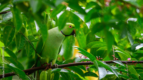 Принти на полотні Rose-ringed parakeet feeding on star fruit among lush green foliage in a home ga