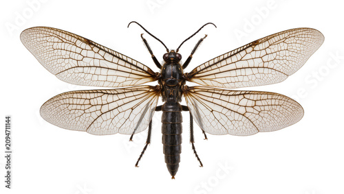 Fotografie Isolated large dark insect with intricate veined wings, spread out in detailed d