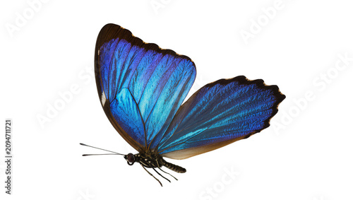 Isolated beautiful blue morpho butterfly with iridescent wings, elegant flying insect in profile