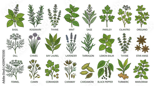 Foto Herbs and Spices Collection: Botanical Illustrations for Culinary and Health Use