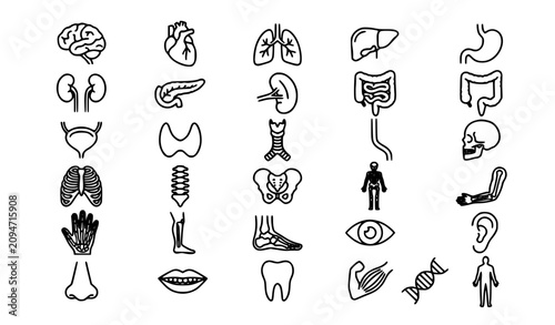 Foto Human anatomy illustration set organs skeletal nervous systems