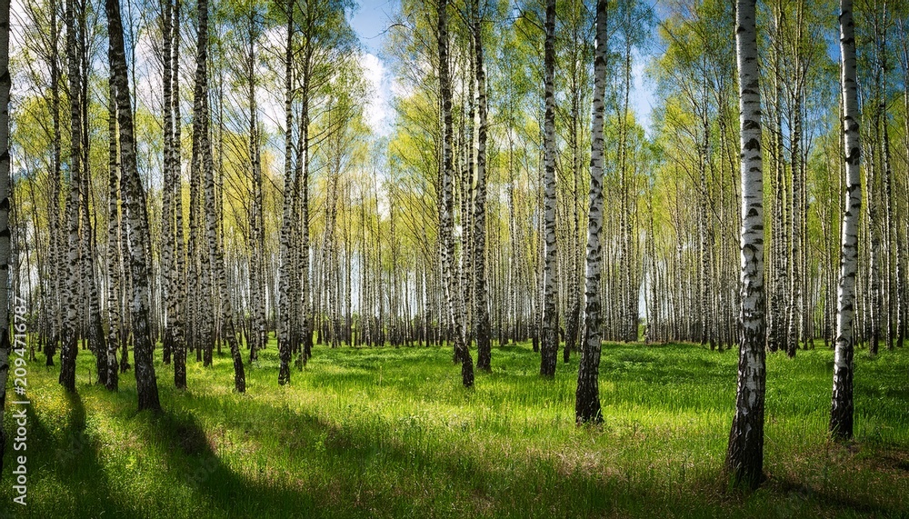 Obraz premium Spring In The Birch Grove
