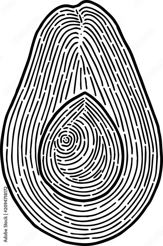 Fototapeta premium Hand-drawn avocado line art vector illustration isolated on a white background. Clean outline design featuring fresh avocado fruit, ideal for food packaging, product labels, logos, stickers, menus, he