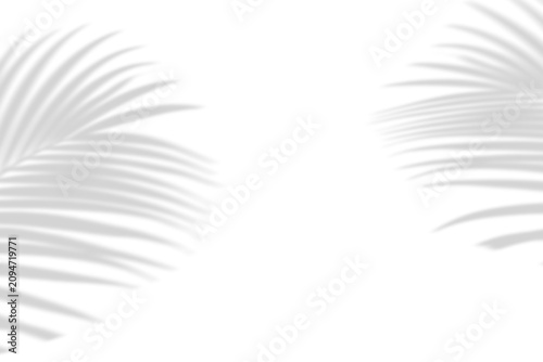Palm leaves shadows on transparent background. Tropical plant overlay for minimalist shadow overlay effect summer decorative element design.