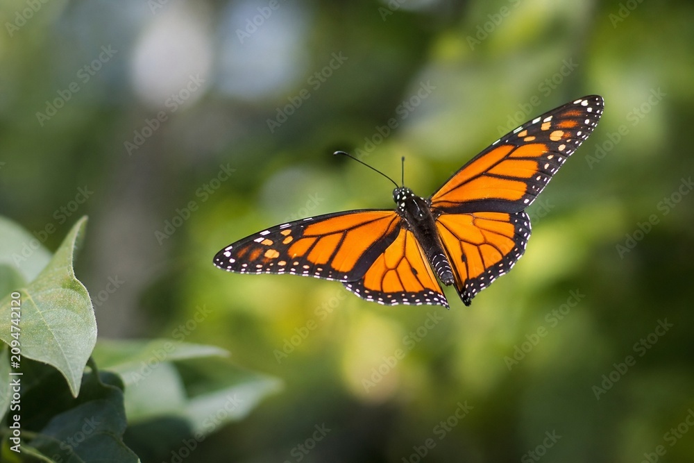 Obraz premium A vibrant monarch butterfly mid-flight against lush green foliage, captured in natural sunlight.