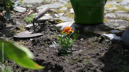 Close up of a gardener's hands in pink gloves watering and planting a small orange marigold flower in a garden bed with fresh soil, promoting growth and new life during a sunny day