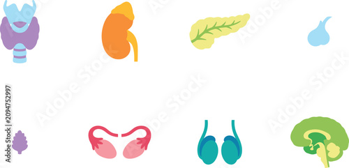 Konstfotografi Human Organ Anatomy Vector Icon Set with Endocrine Reproductive and Nervous Syst