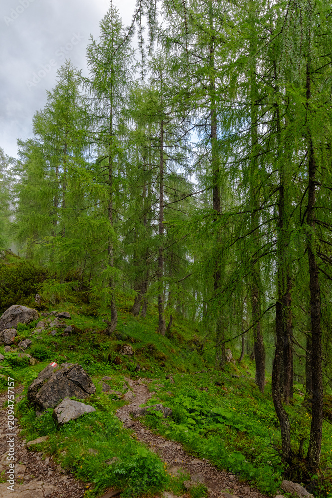 Obraz premium Narrow mountain path through a lush larch forest in Bavaria