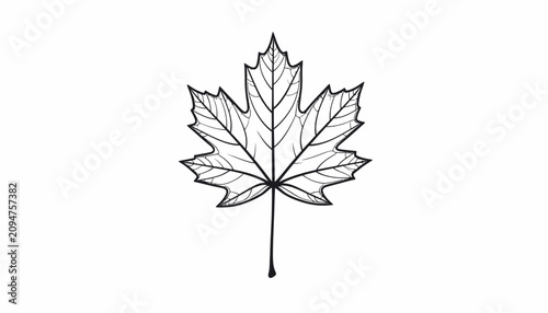 Canvas-taulu Detailed drawing of a maple leaf.