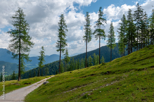 Принти на полотні Mountain path across a sunny alpine meadow in Bavaria