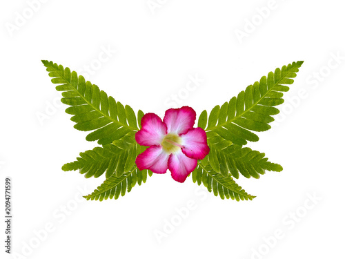 Creative design of butterfly wings made from green fern leaves (Polypodiopsida) with a pink adenium flower (Adenium obesum) center, isolated on white.