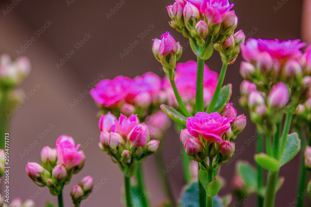 Obraz premium Macro close-up view of beautiful pink kalanchoe flowers blooming with copy space.