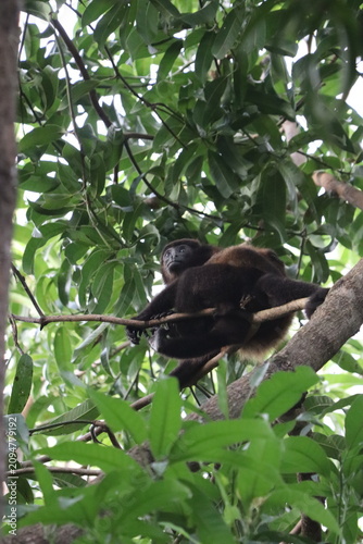 Photography Howler Monkey