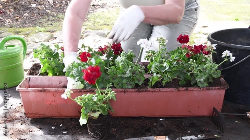 Young woman wearing gloves carefully planting beautiful blooming red and white geranium flowers in a long planter box, creating a vibrant container garden arrangement for a balcony or terrace