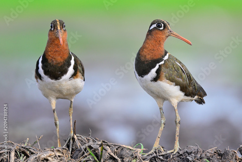 Fotografie exotic birds standing on muddy ground responding to call, female of greater pain