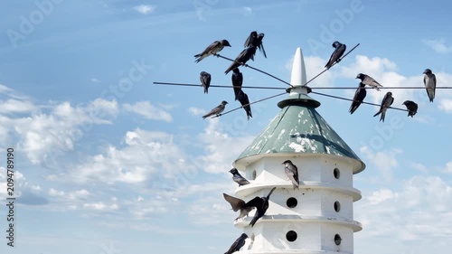 Female Purple Martin fights and chases away an unpaired subadult male