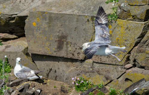 Bilde på lerret Fulmar boréal,