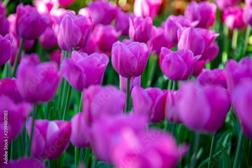 purple tulips in the garden