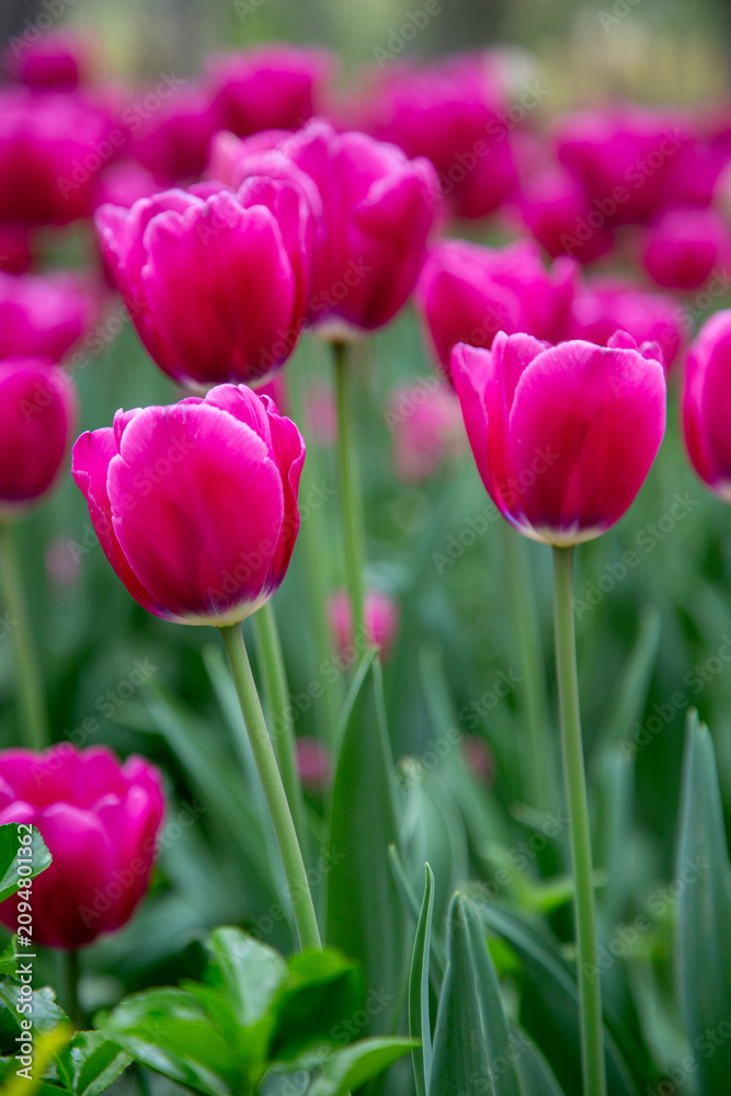 Fototapeta premium pink tulips in the garden
