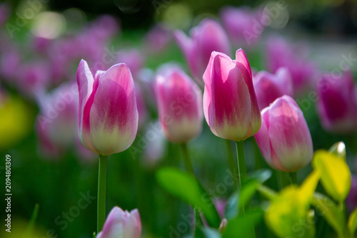 White and purple tulips in the garden