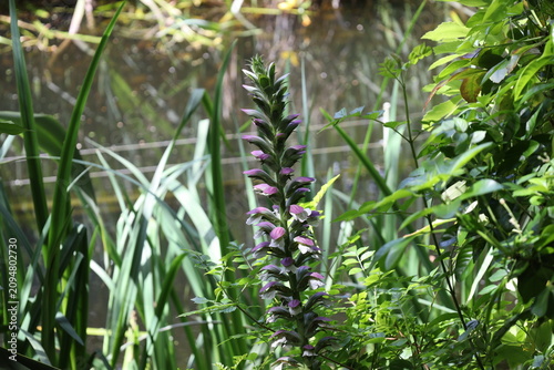 Canvas Print Bear's Breech, tall, erect flower spike, white flowers within purple, or maroon
