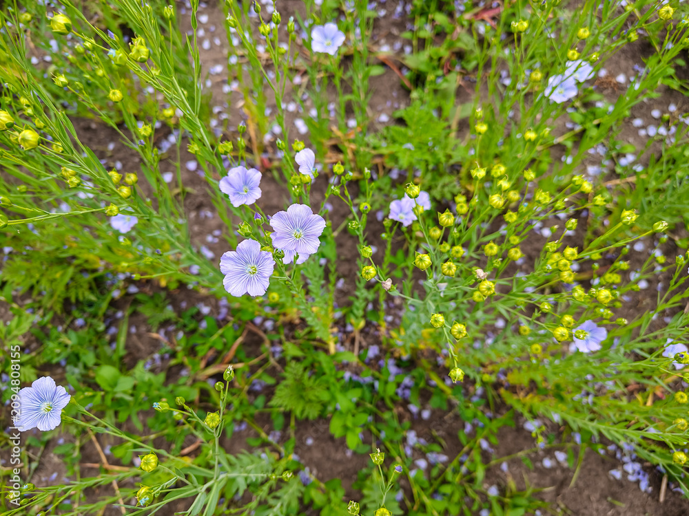 Fototapeta premium Blue flax flowers blooming in the field with green seed pods