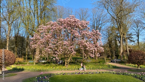 Canvastavla Cerisiers du Japon en fleur au jardin japonais d'Hasselt (Limbourg)