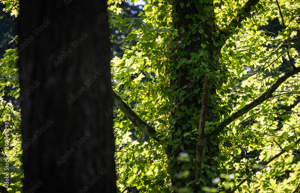 Fototapeta premium Forest trees with ivy and lush green foliage reflecting sunlight