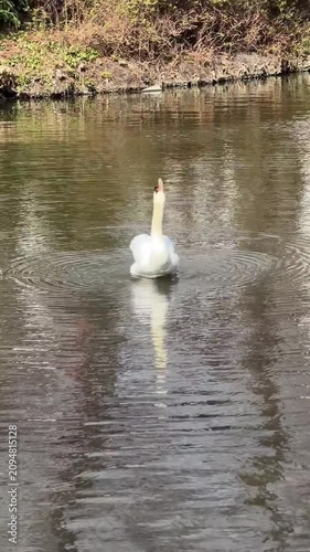 White swan glides across calm canal creating gentle ripples on reflective water surface. Wildlife, nature, serenity, travel, birdwatching, peaceful lifestyle, freshwater ecosystem, conservation