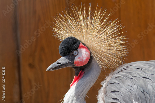 A Eastern Whooping Crane (Balearica regulorum) in the sun in the Ilha das Aves birdpark in Madeira