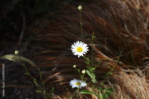 Bild auf Leinwand single Oxeye Daisy blossom, white petals surrounding bright yellow center (Leuca