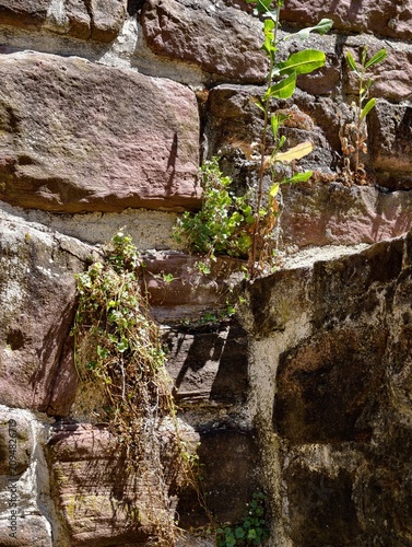 фотографія Germany 2026 Stone wall with plants plants growing on stone wall, in outdoor nat