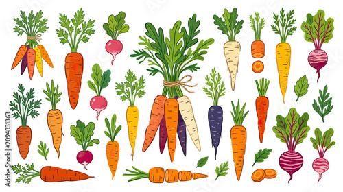 Foto Fresh Root Vegetables Assortment: Carrots and Radishes Illustration